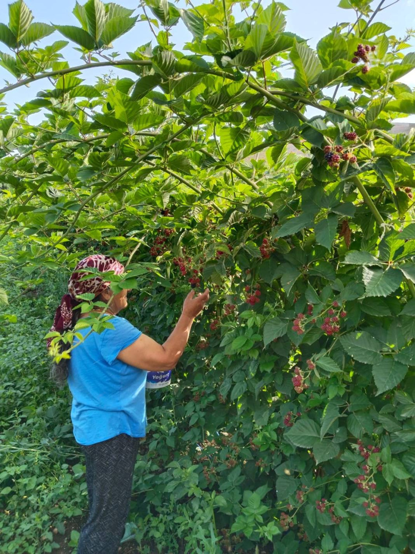 Erzincan'da hasadı başladı: Kimyasal kullanmadan dondurulup kurutuluyor - Fotoğraf: 6